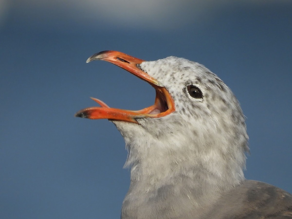 Heermann's Gull - ML571970001