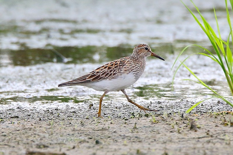 Pectoral Sandpiper - ML57197031