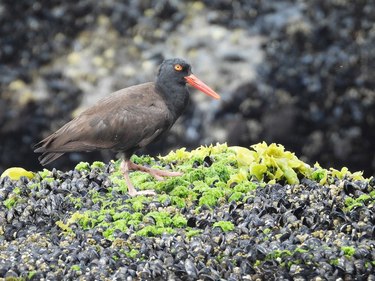 Black Oystercatcher - ML571970821