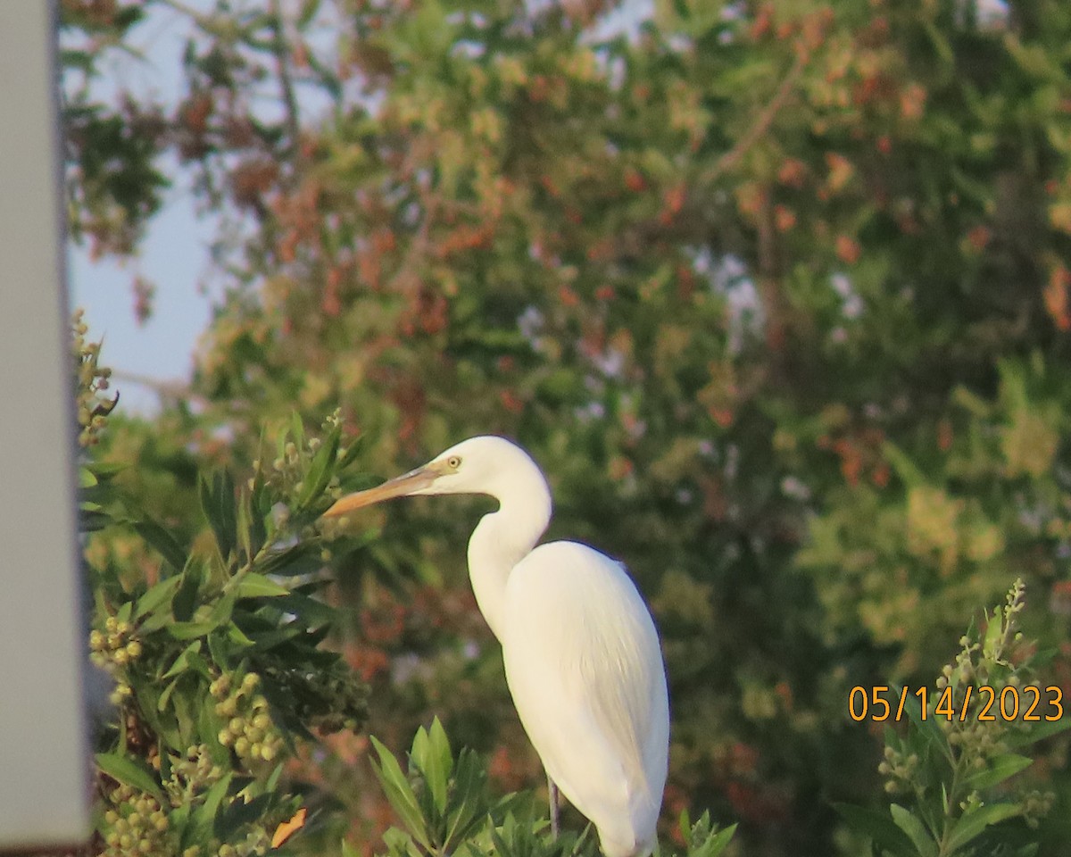 Great Egret - ML571971231