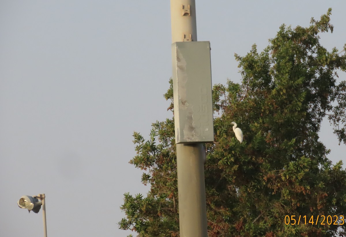 Great Egret - ML571971241