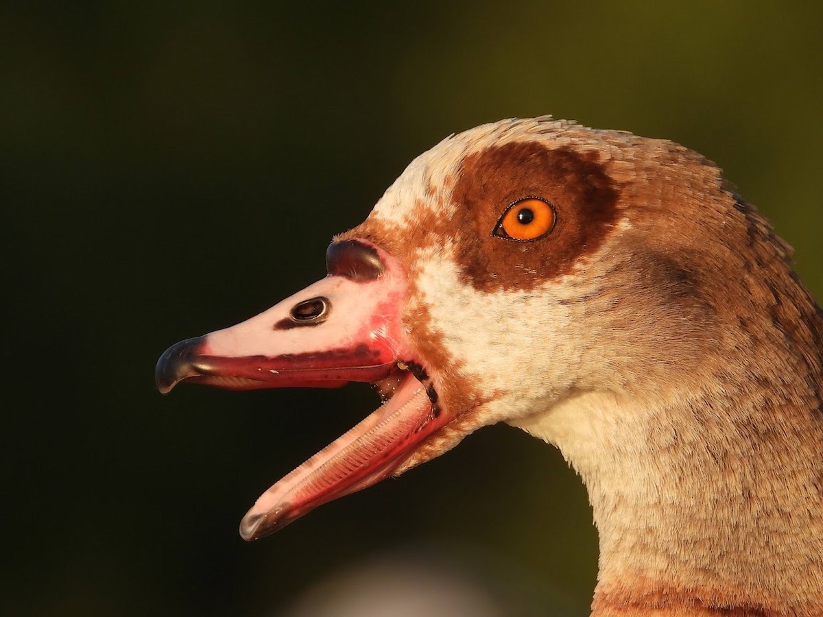 Egyptian Goose - ML571971481
