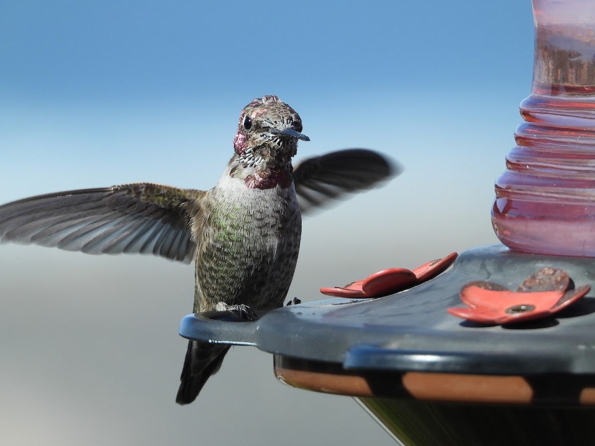 Anna's Hummingbird - ML571972091