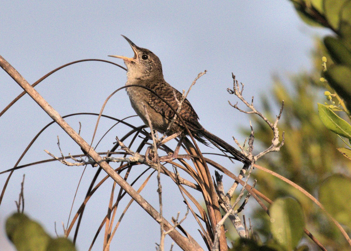 Zapata Wren - ML571972161