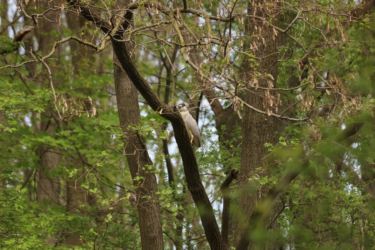 Black-crowned Night Heron - ML571972251