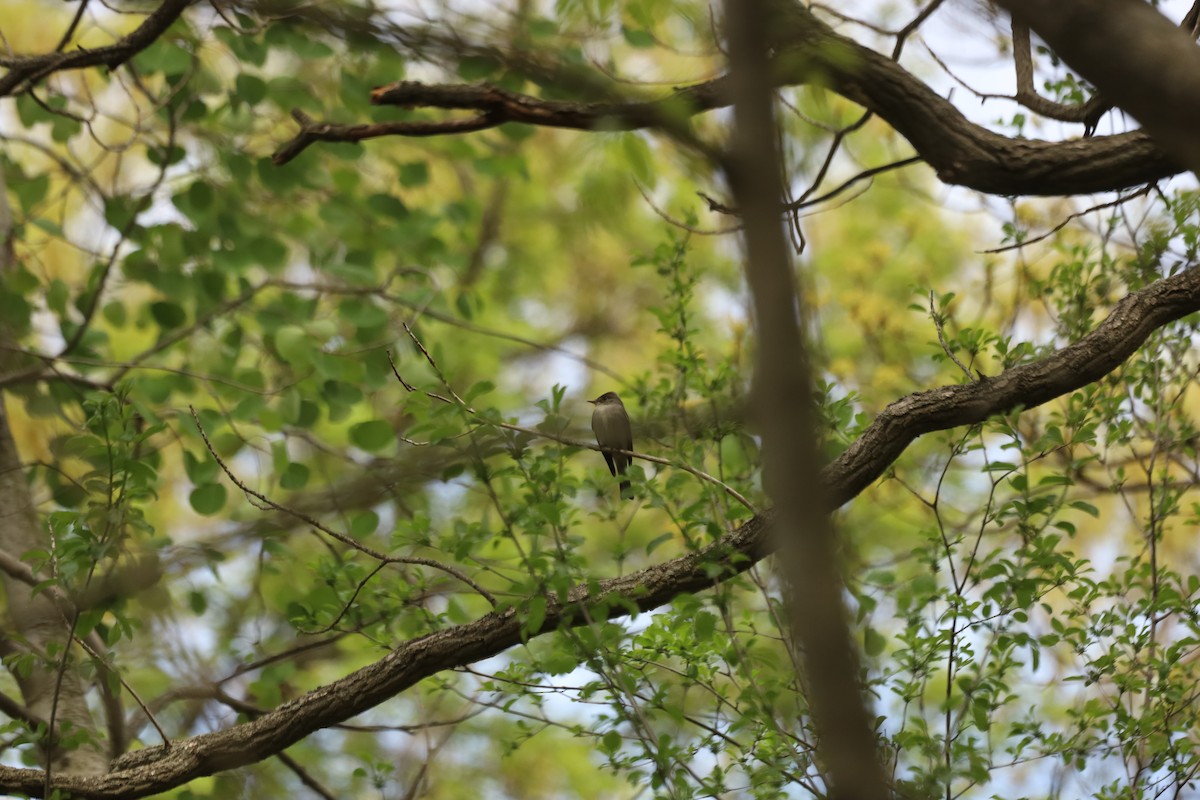 Eastern Wood-Pewee - ML571972421