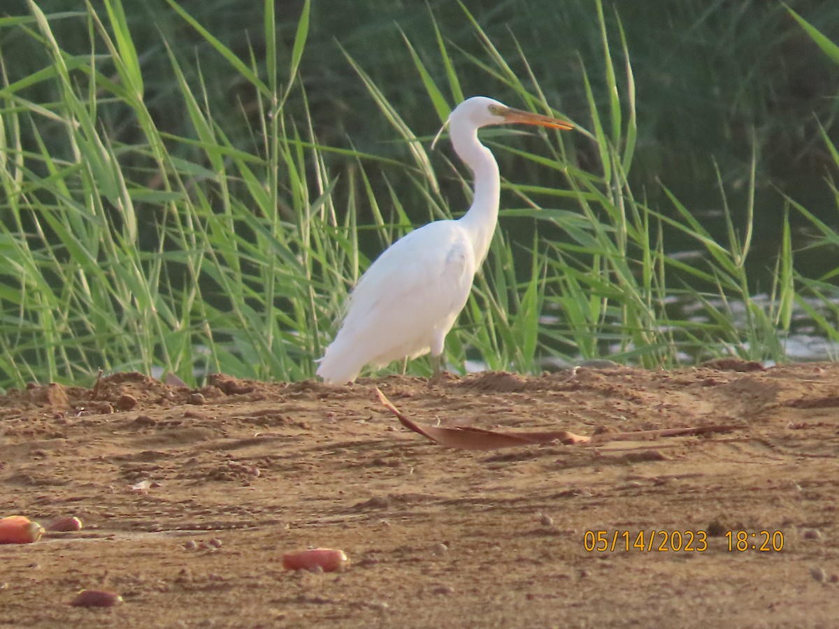 Western Reef-Heron - ML571973141