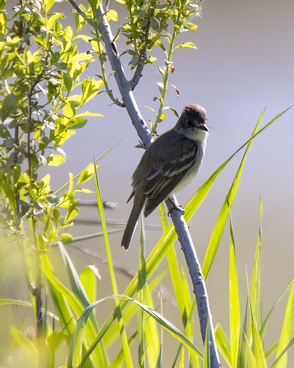 Willow Flycatcher - ML571973631