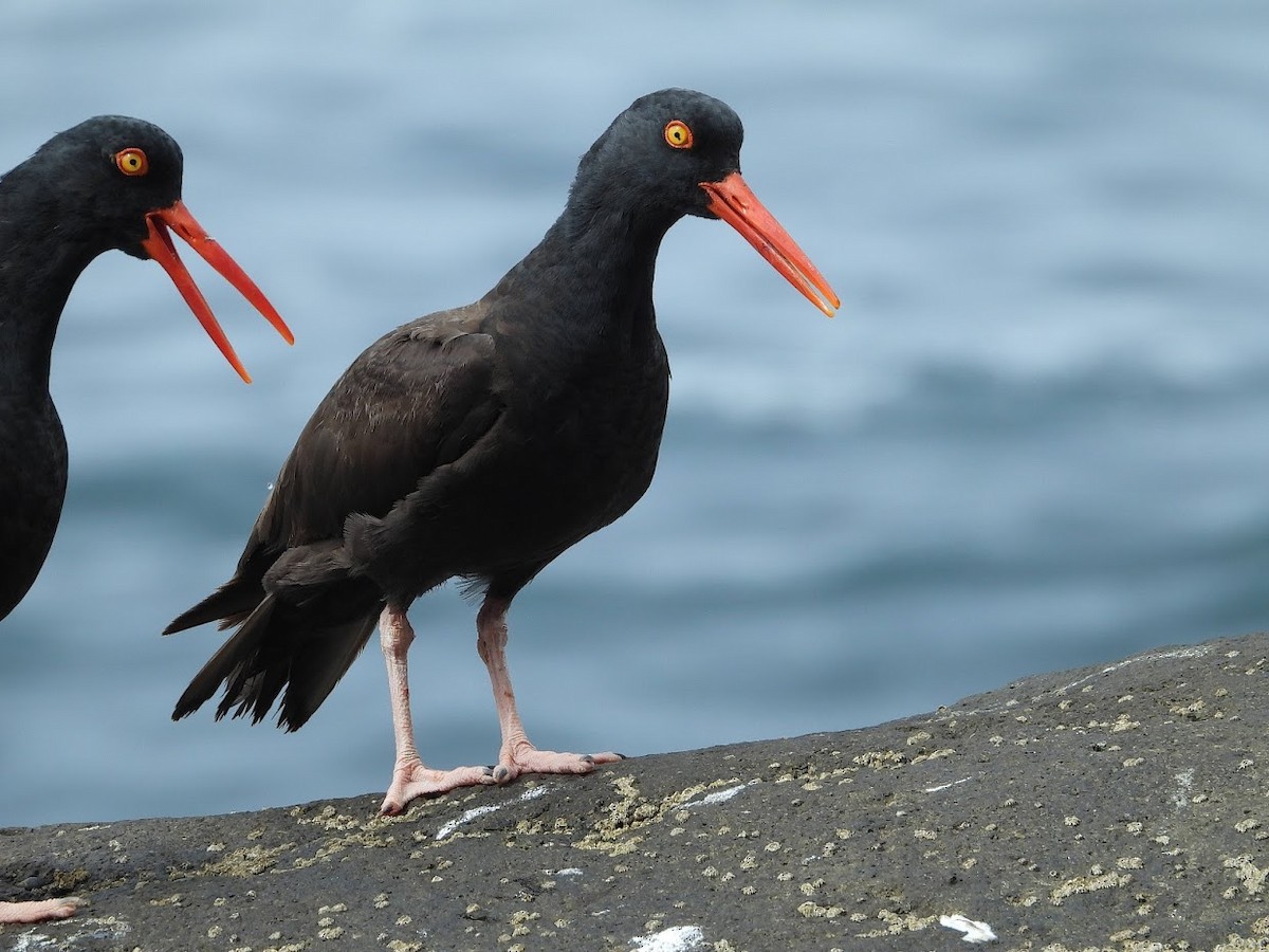 Black Oystercatcher - ML571974281