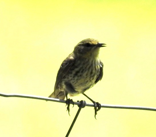 Cape May Warbler - ML571974321