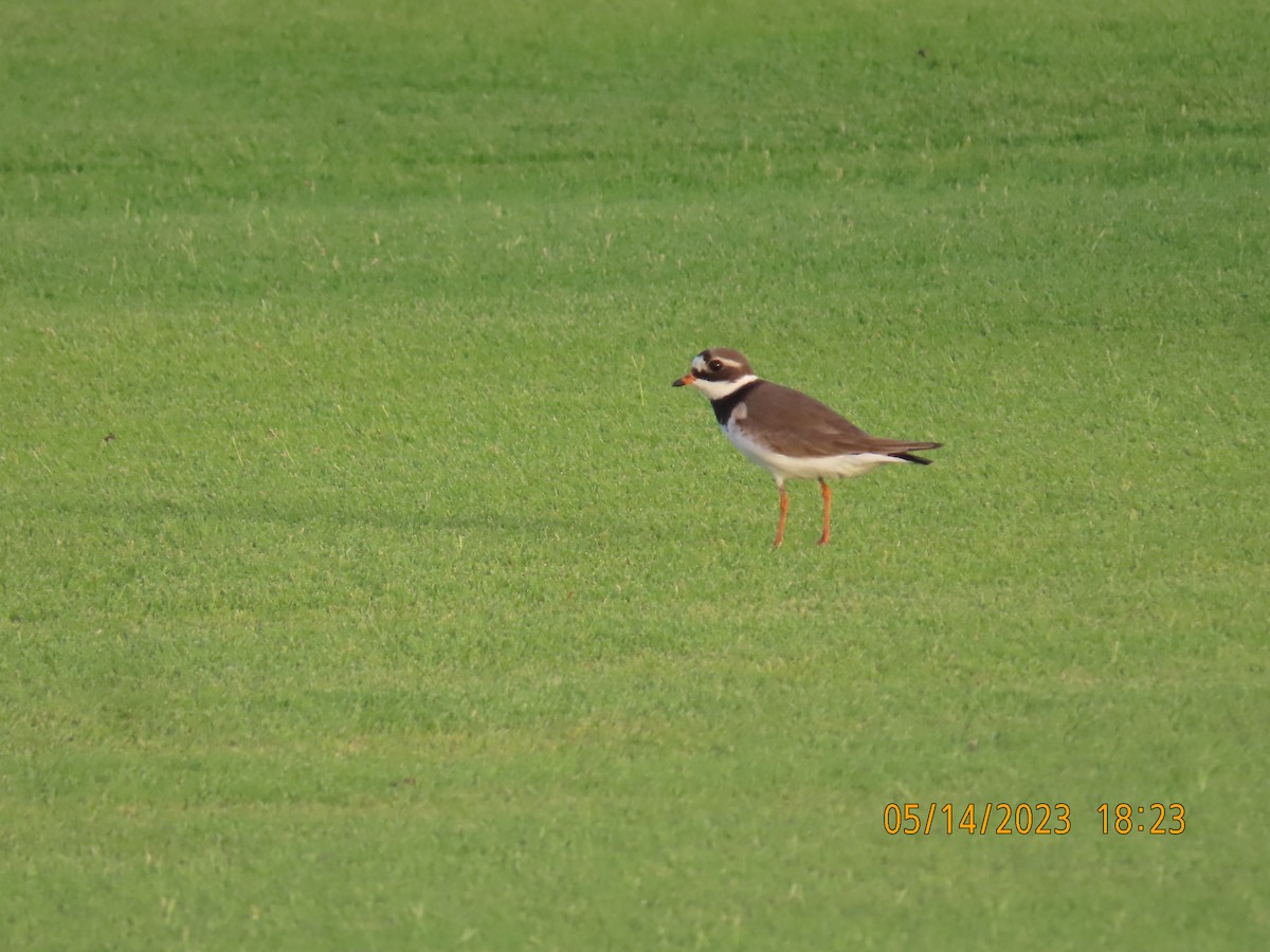 Common Ringed Plover - ML571974741