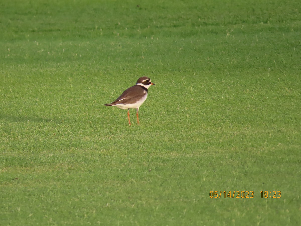 Common Ringed Plover - Ute Langner