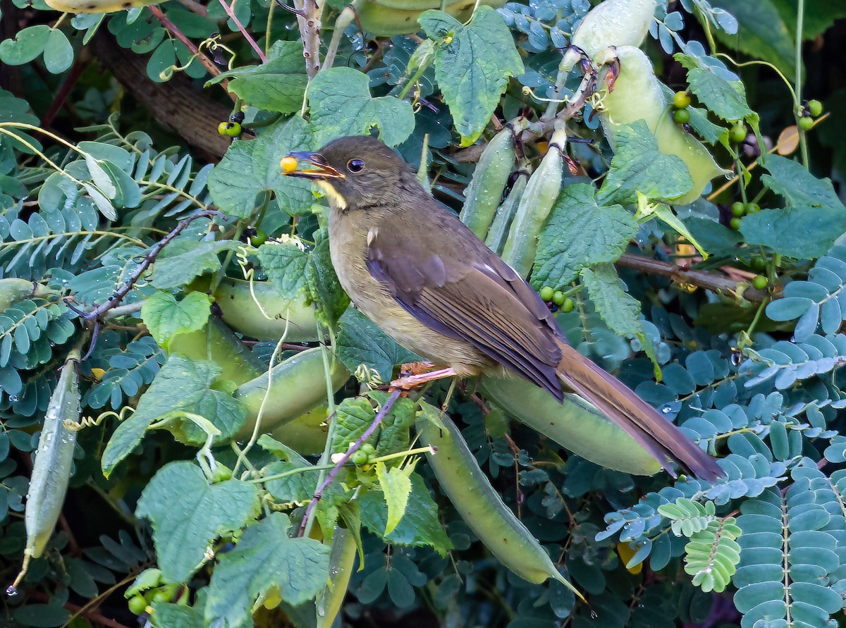 Yellow-whiskered Greenbul - ML571975111