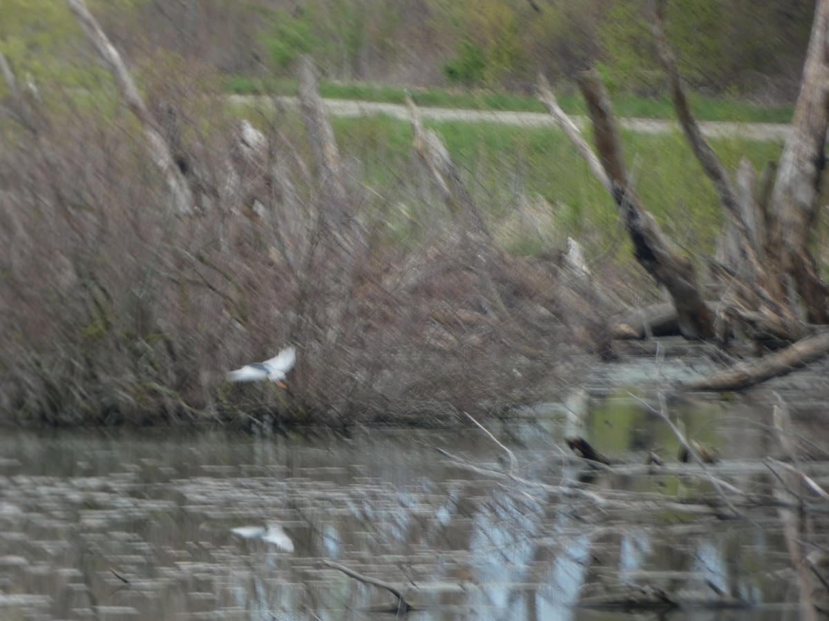 Black-crowned Night Heron - ML571975511