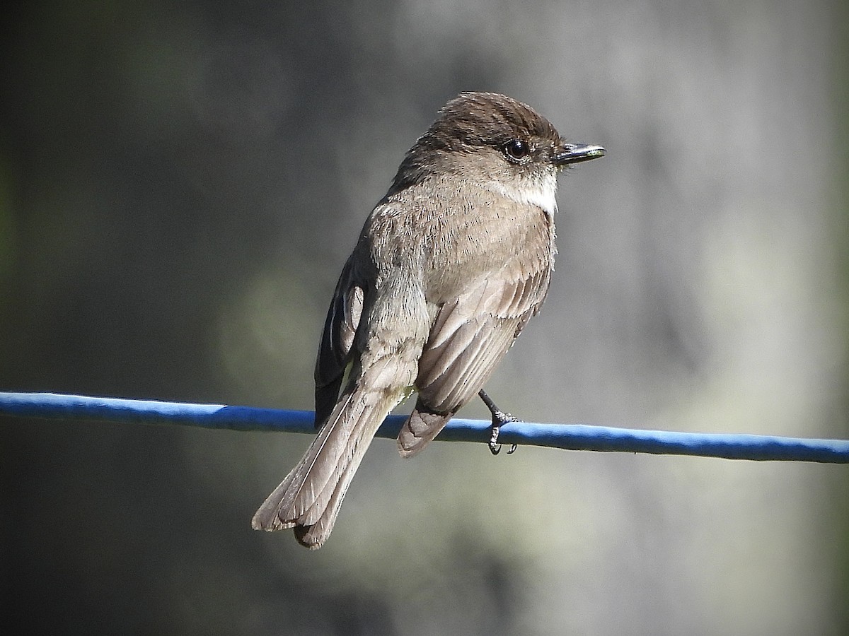 Eastern Phoebe - ML571975791