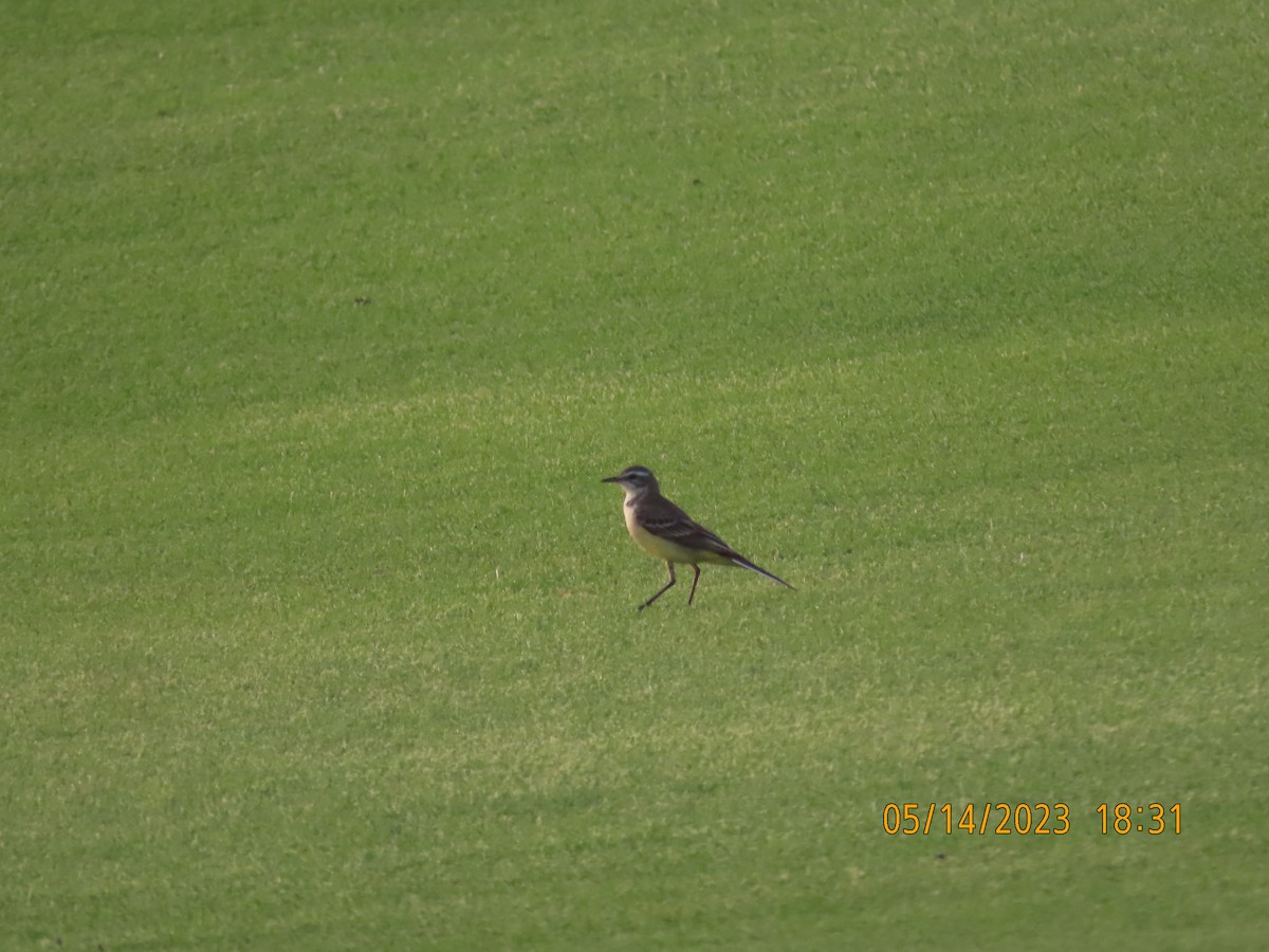 Western Yellow Wagtail - Ute Langner