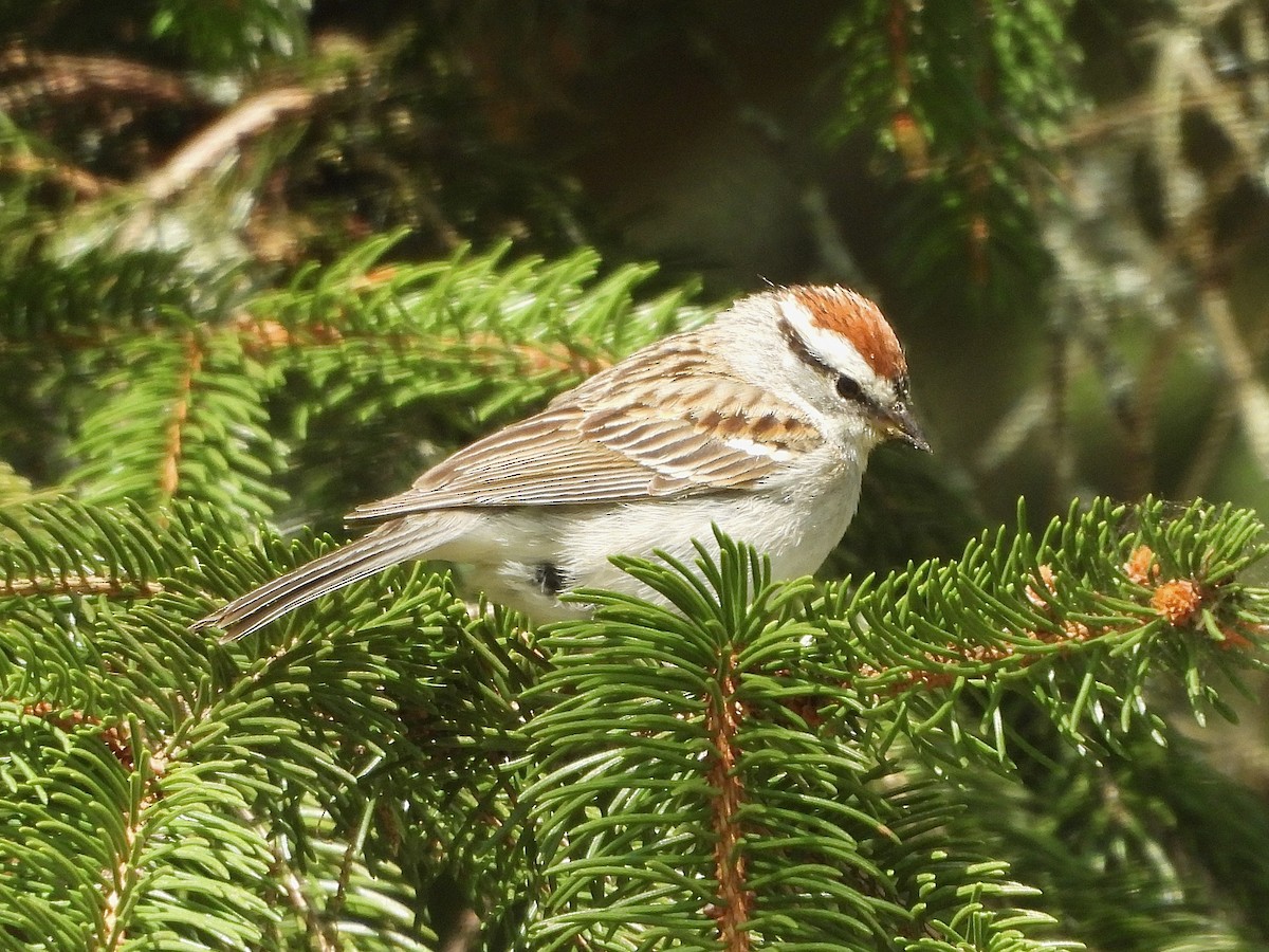 Chipping Sparrow - ML571976001