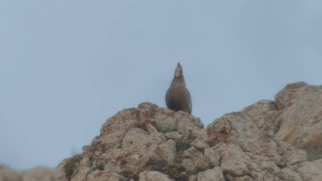 kurdistanhøne - ML571977841