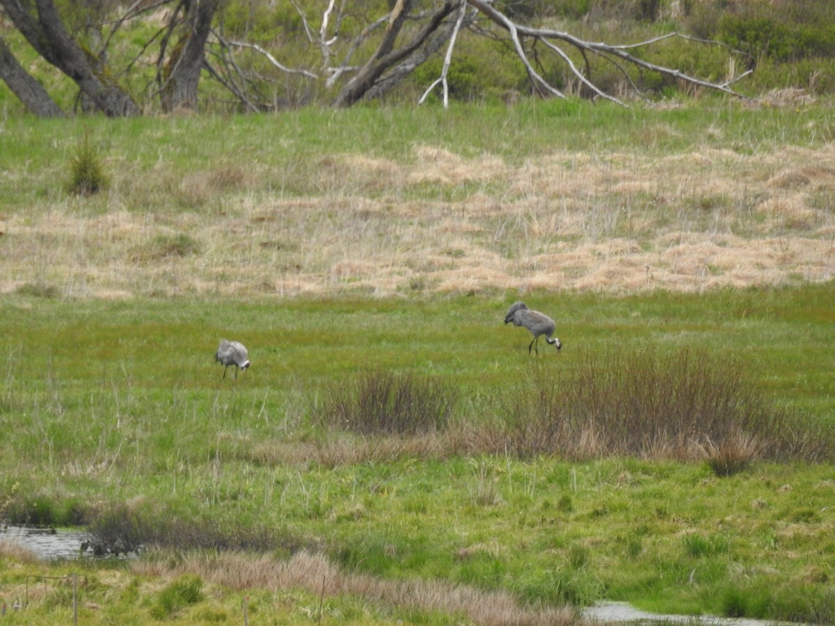 Common Crane - Michal Javůrek ml.