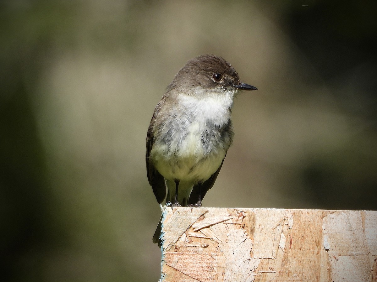 Eastern Phoebe - ML571979061