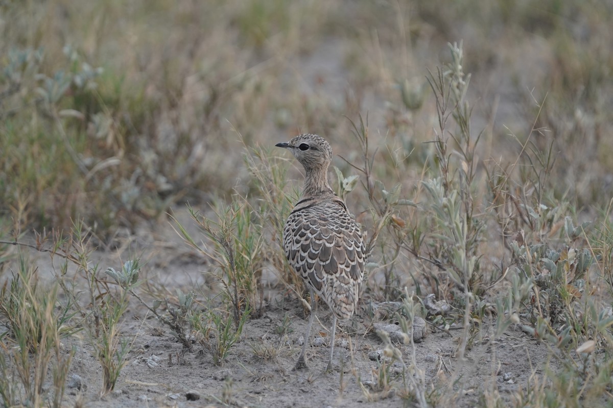 Double-banded Courser - ML571979441