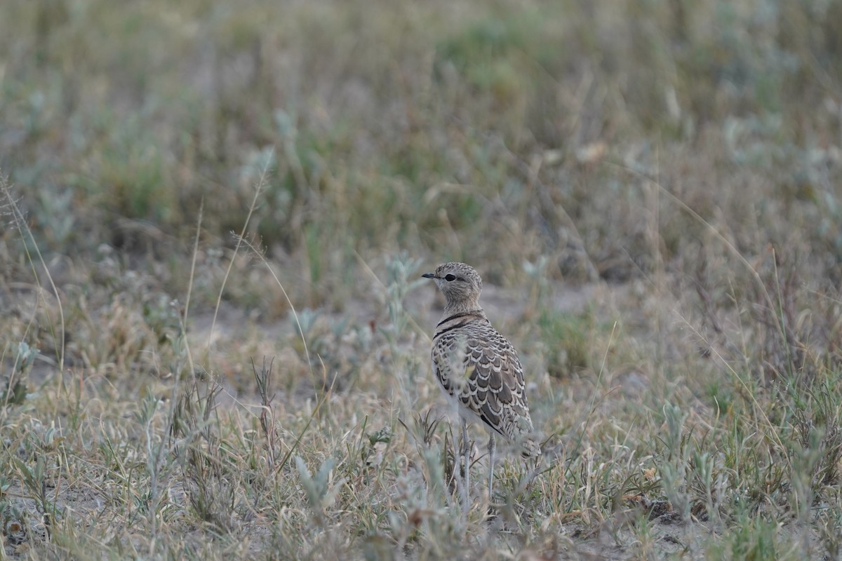 Double-banded Courser - ML571979451