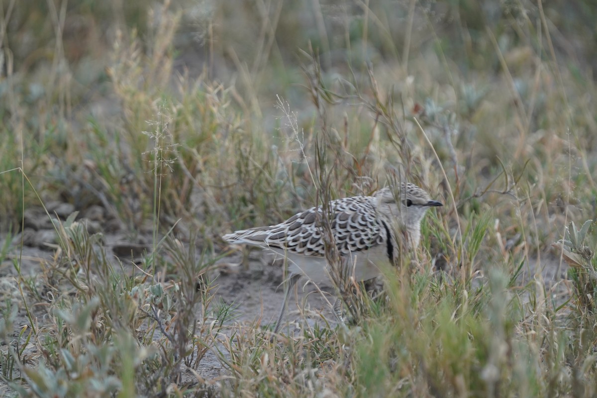 Double-banded Courser - ML571979461