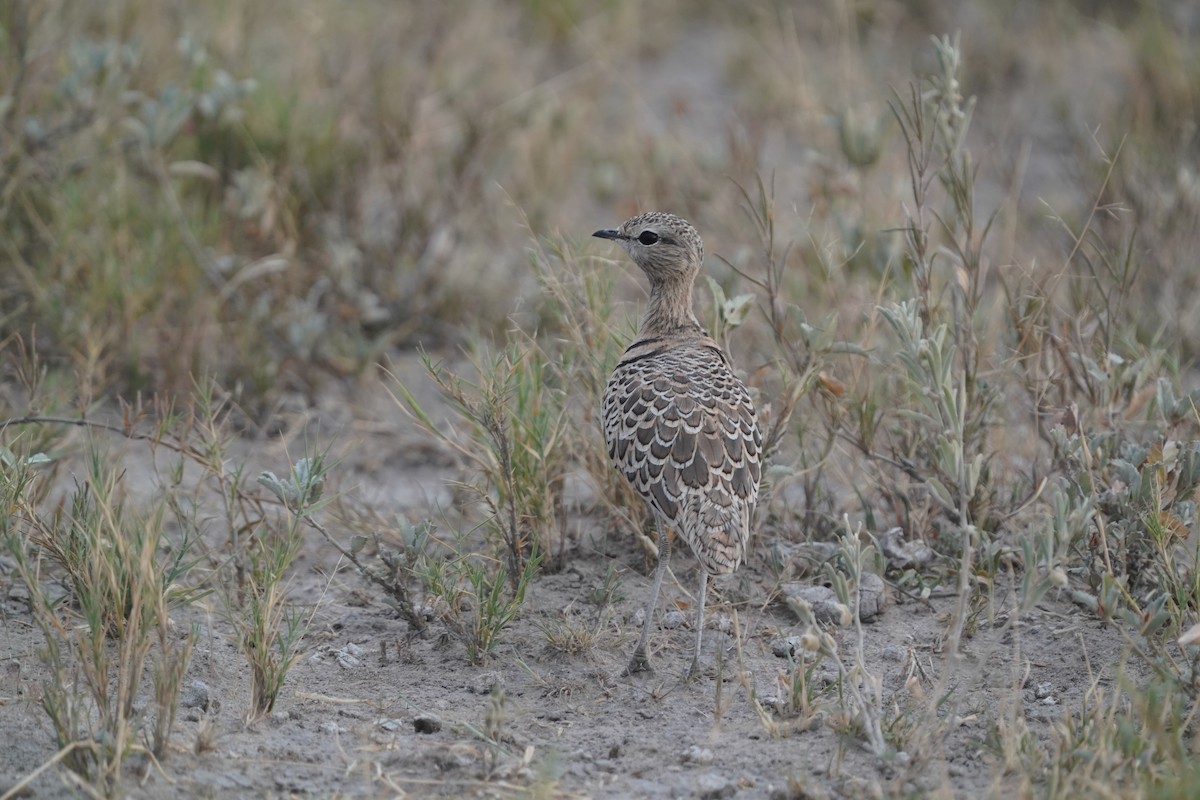 Double-banded Courser - ML571979471