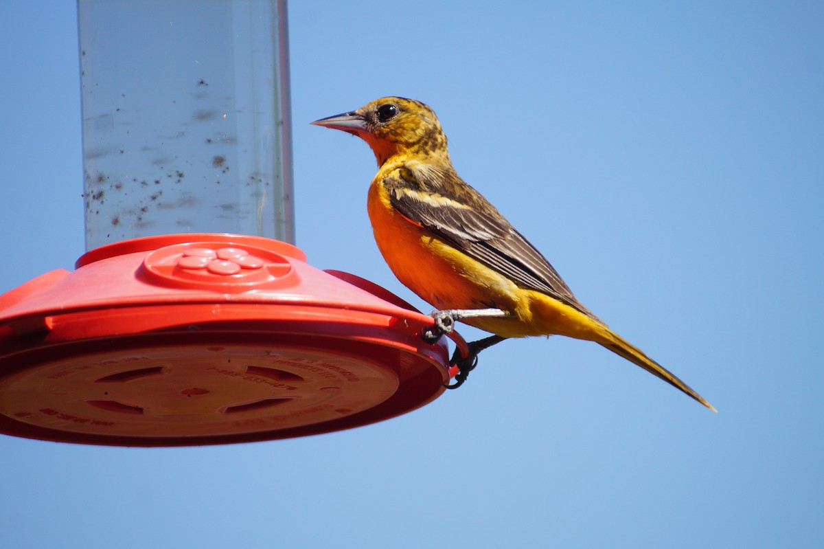 Baltimore Oriole - ML57198181