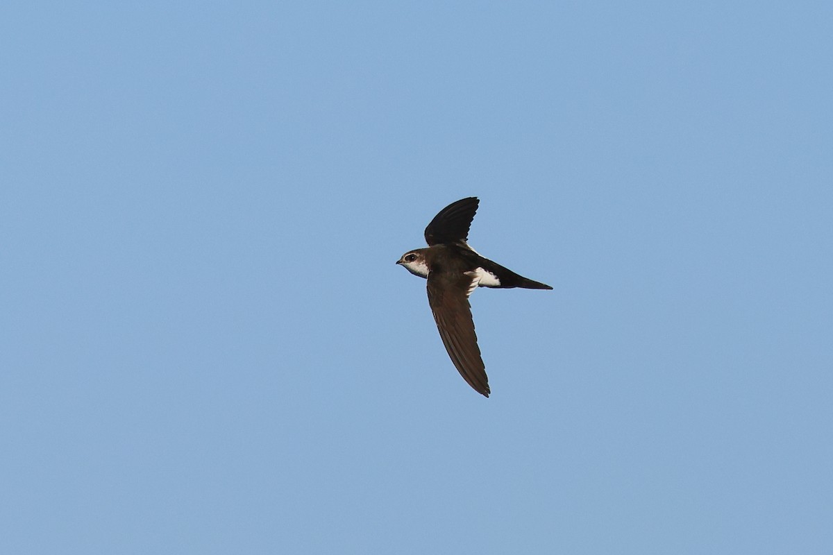 White-throated Swift - Andrew Lee