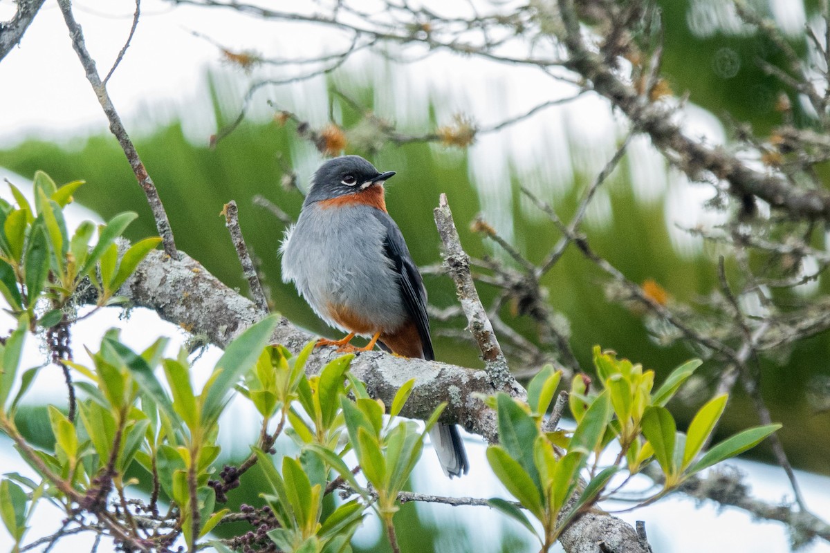 アカノドヒトリツグミ - ML571982771