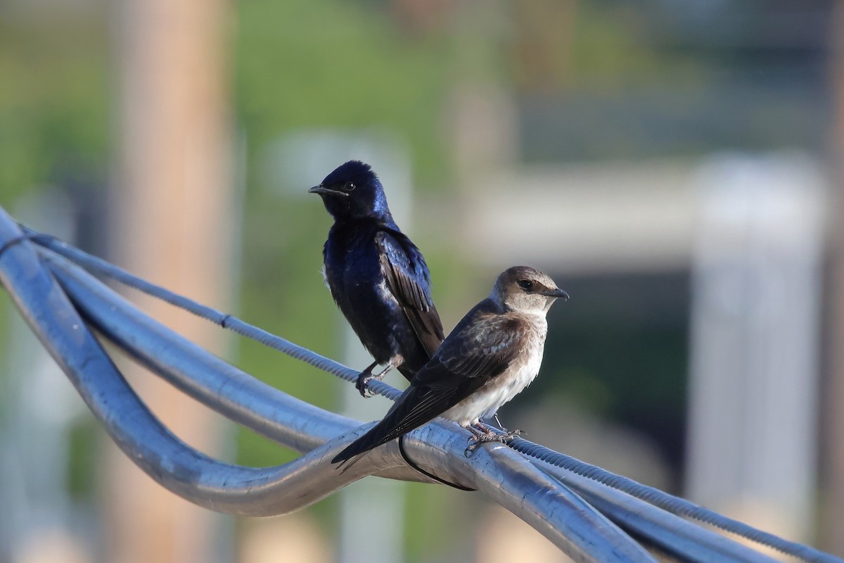 Purple Martin - ML571982891