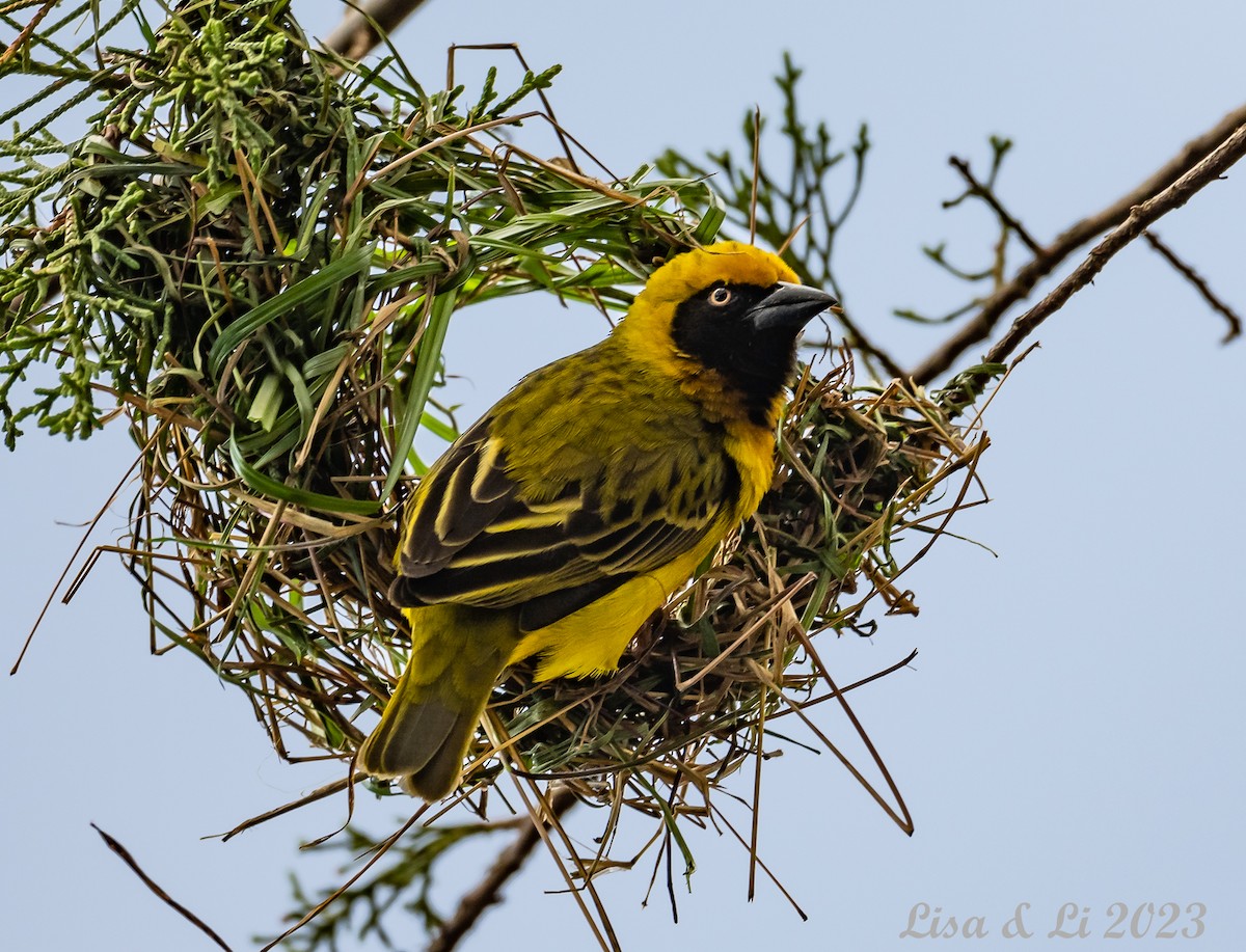 Heuglin's Masked-Weaver - ML571982941