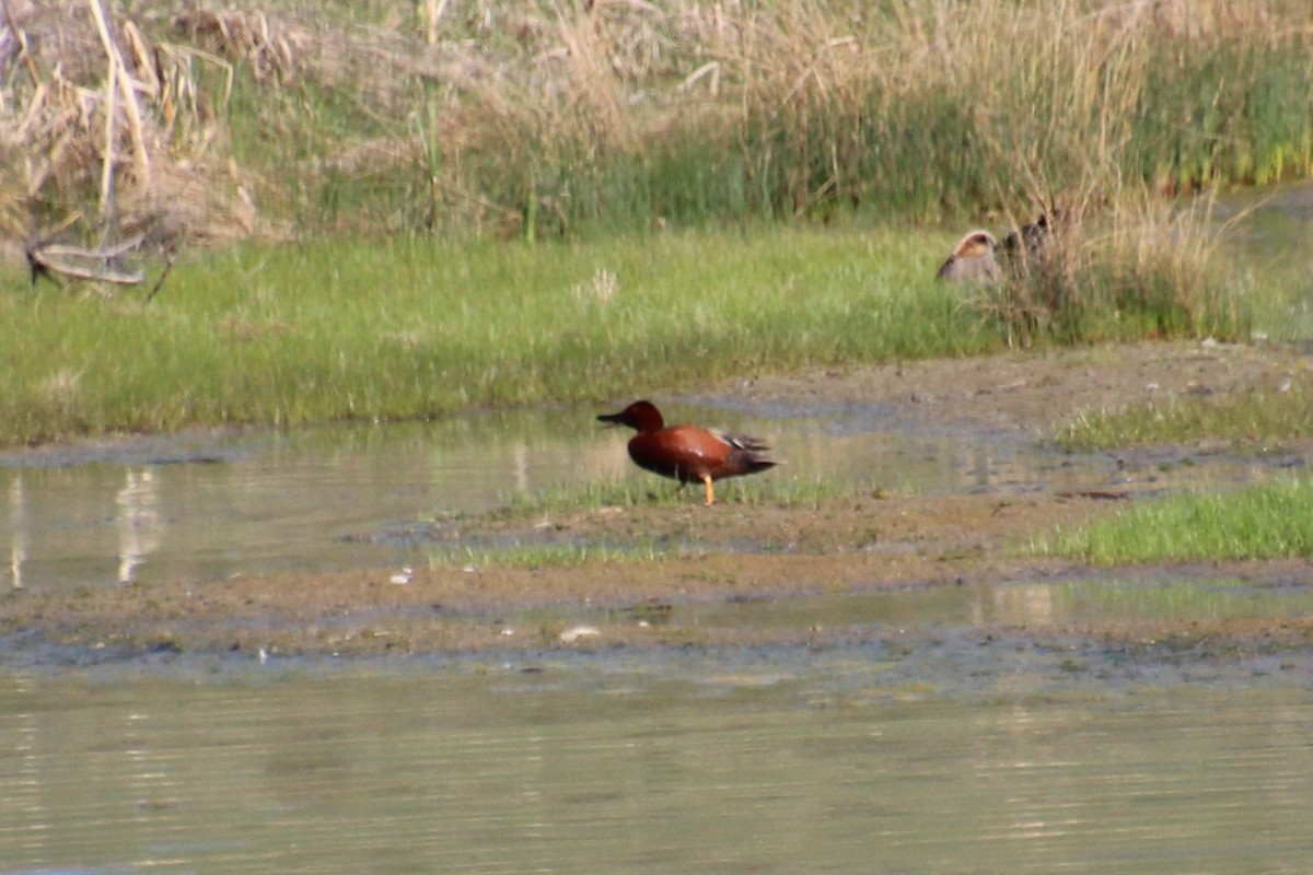 Cinnamon Teal - ML571983231