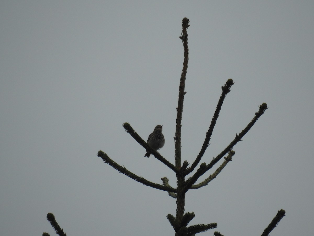 Tree Pipit - ML571983401