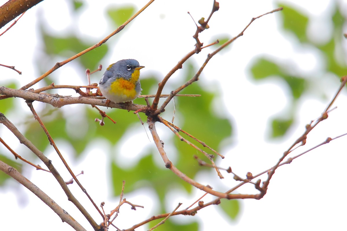 Northern Parula - ML571983521