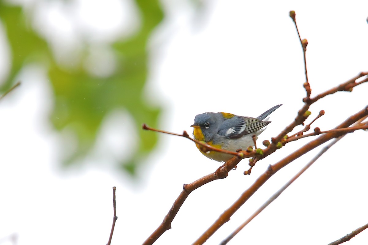 Northern Parula - ML571983531