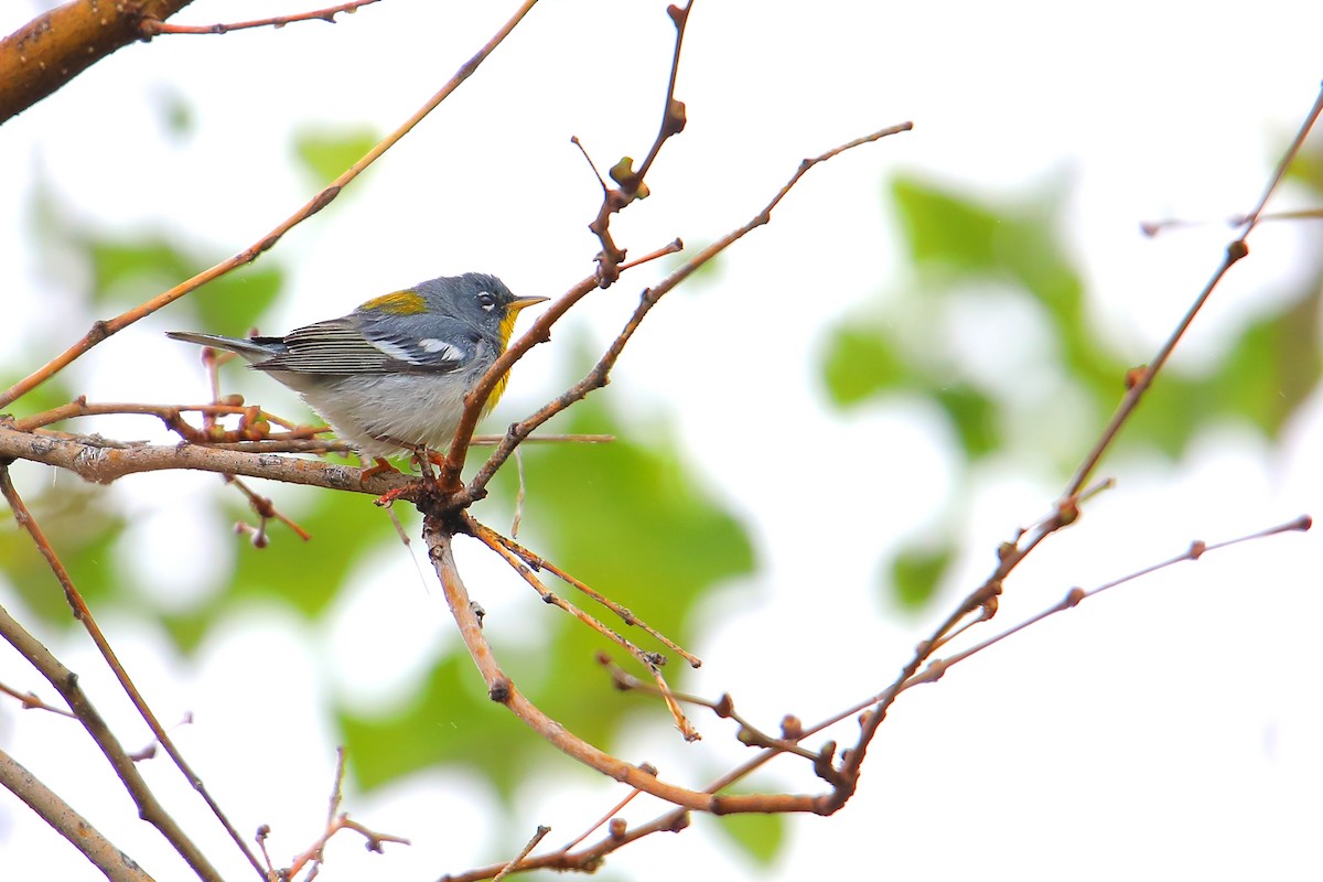 Northern Parula - ML571983541