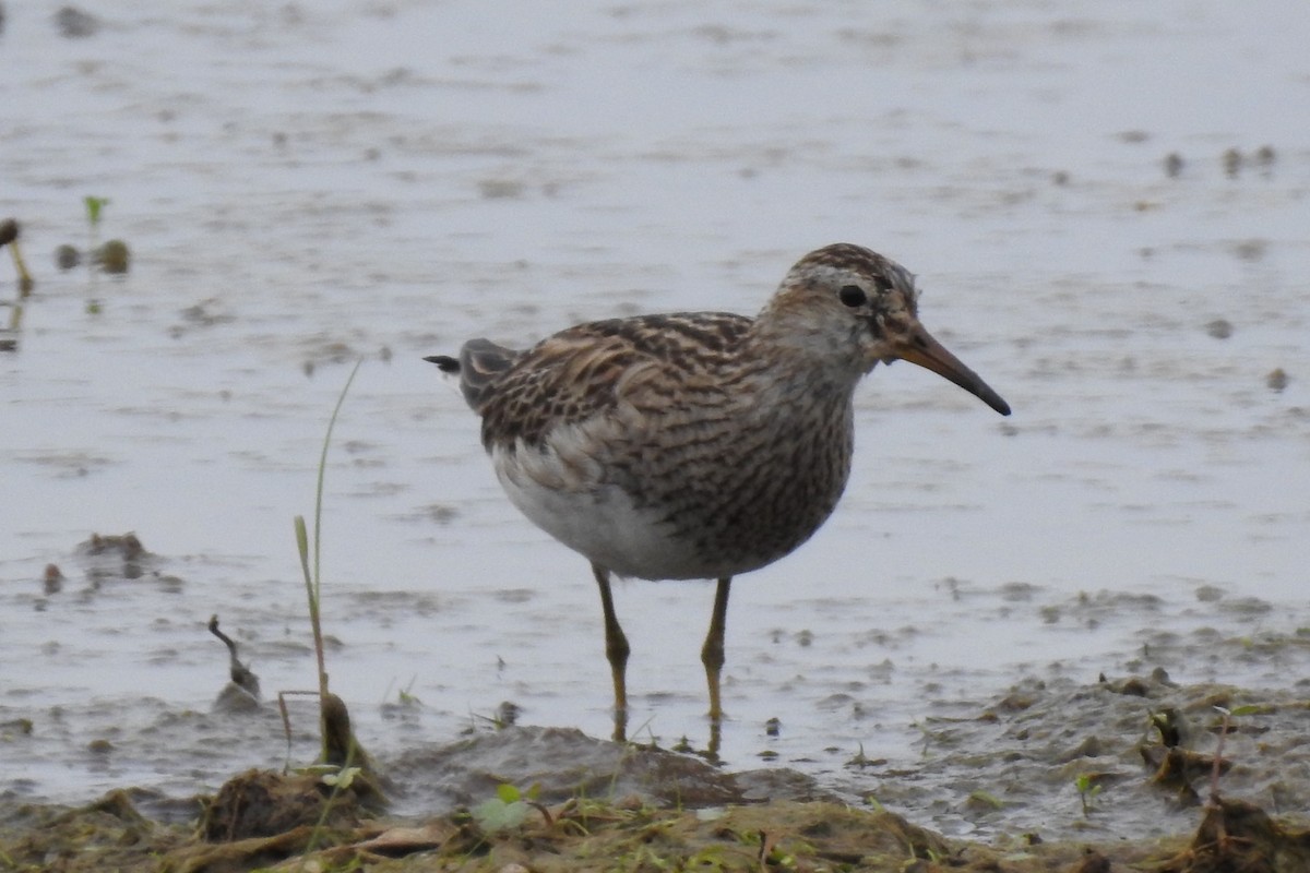 Pectoral Sandpiper - ML571983901