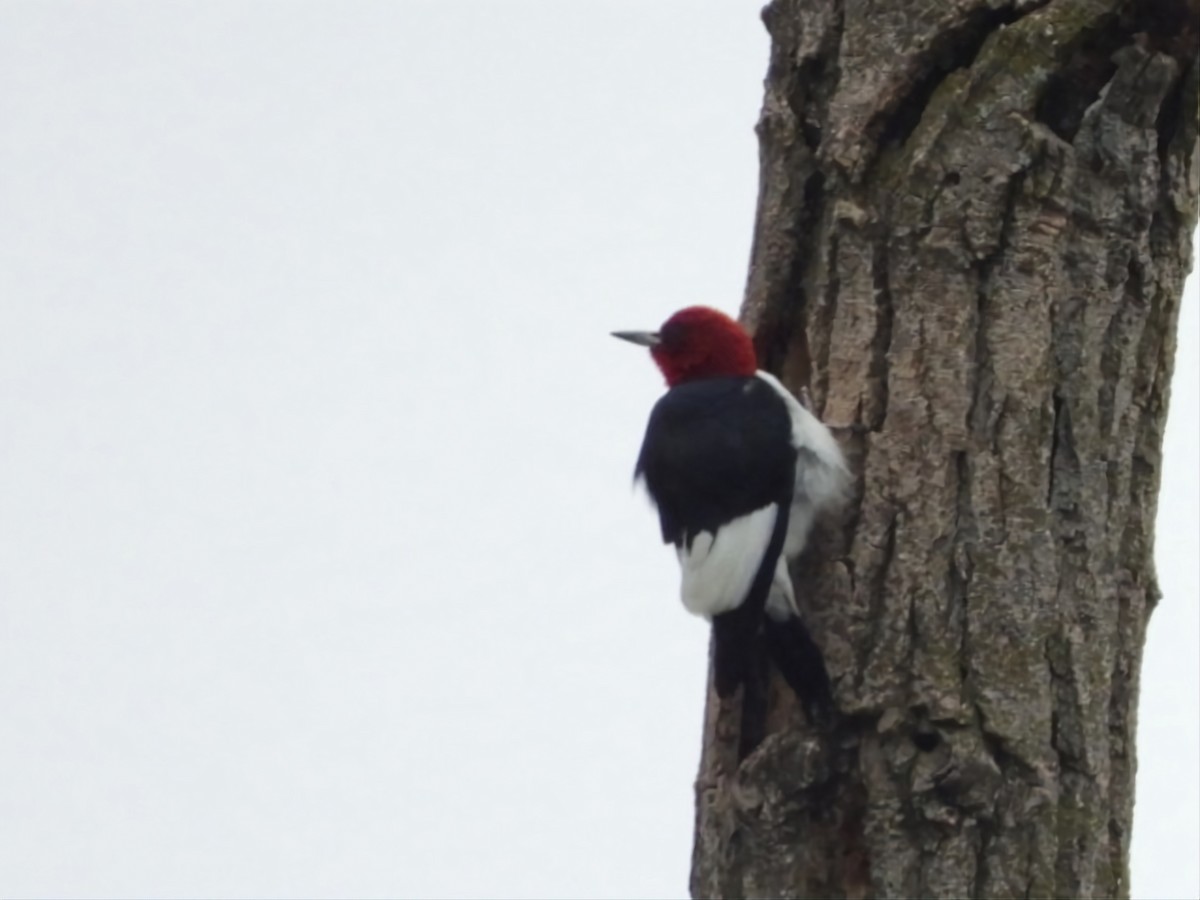 Red-headed Woodpecker - ML571984071