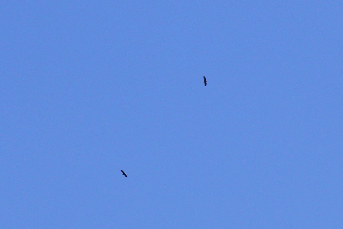 Цагаан сүүлт нөмрөг бүргэд - ML571984471