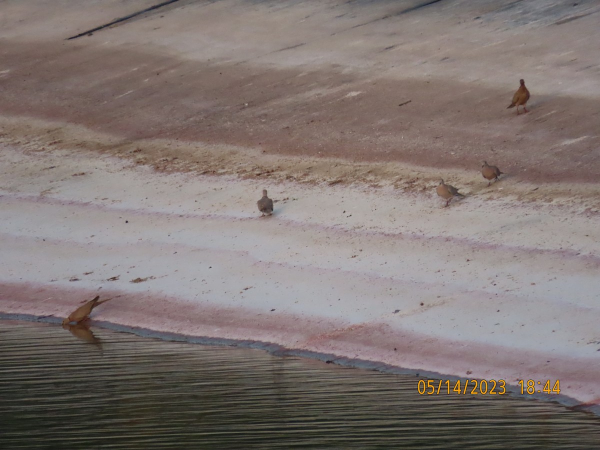 Eurasian Collared-Dove - ML571984551