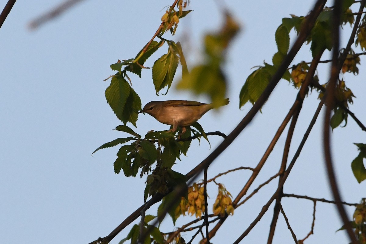 Tennessee Warbler - ML571985671