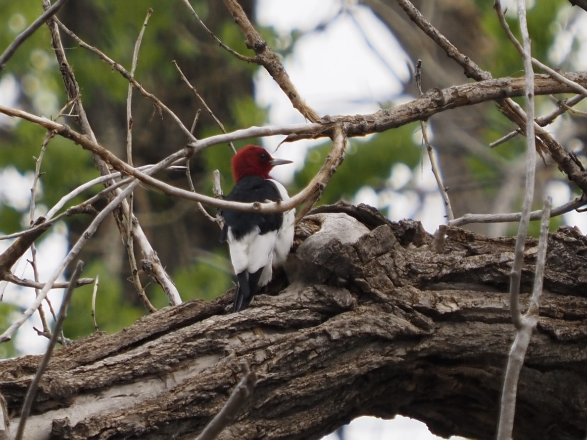 Red-headed Woodpecker - ML571986191