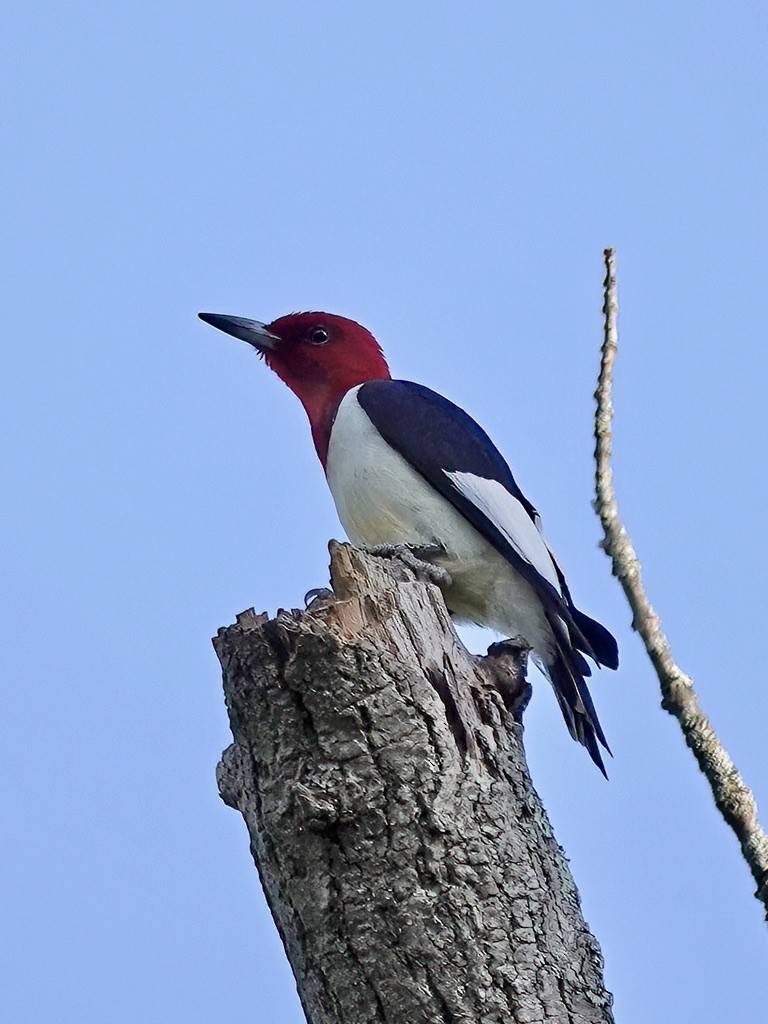 Red-headed Woodpecker - ML571987521