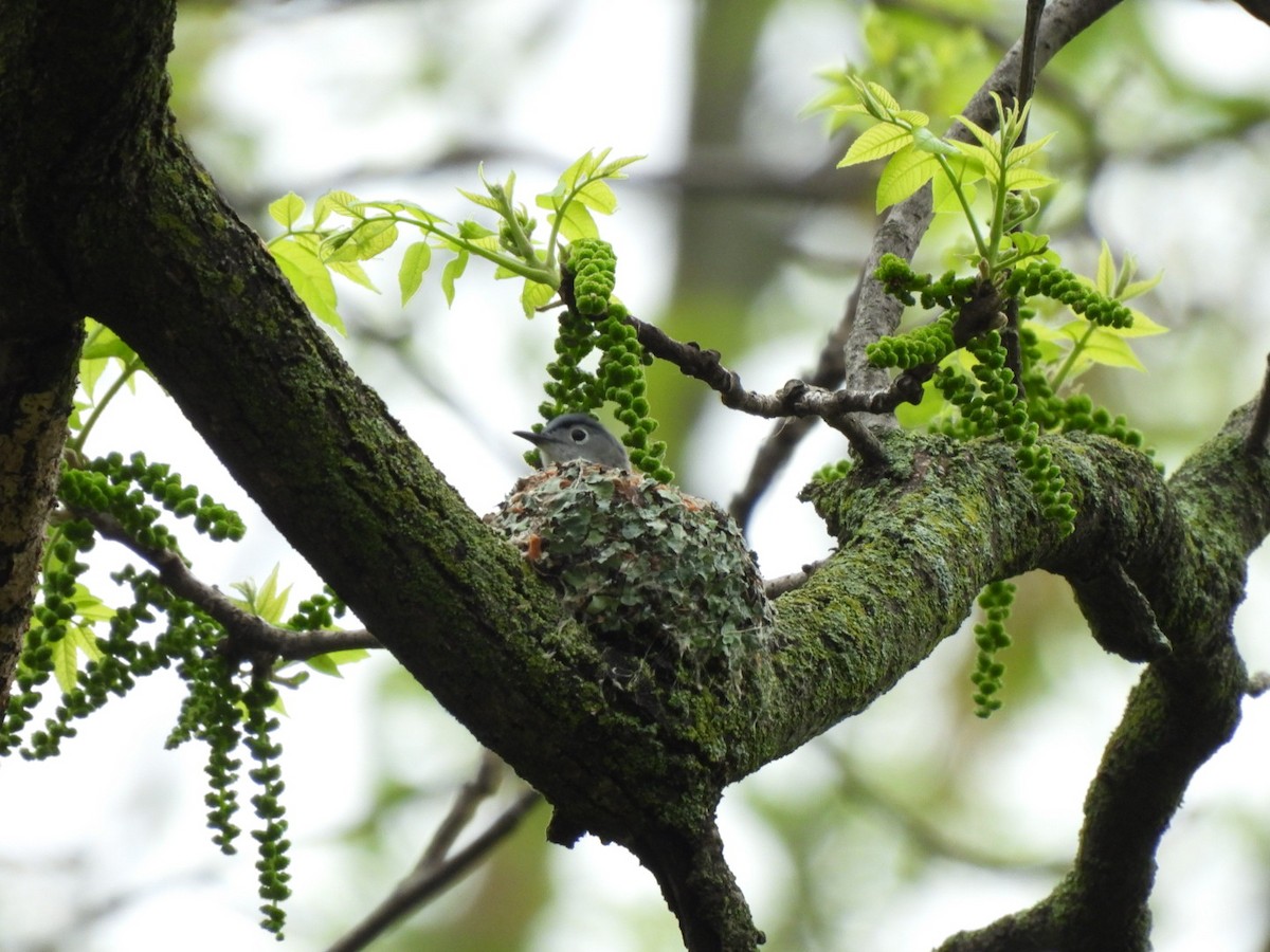 Blue-gray Gnatcatcher - ML571988991