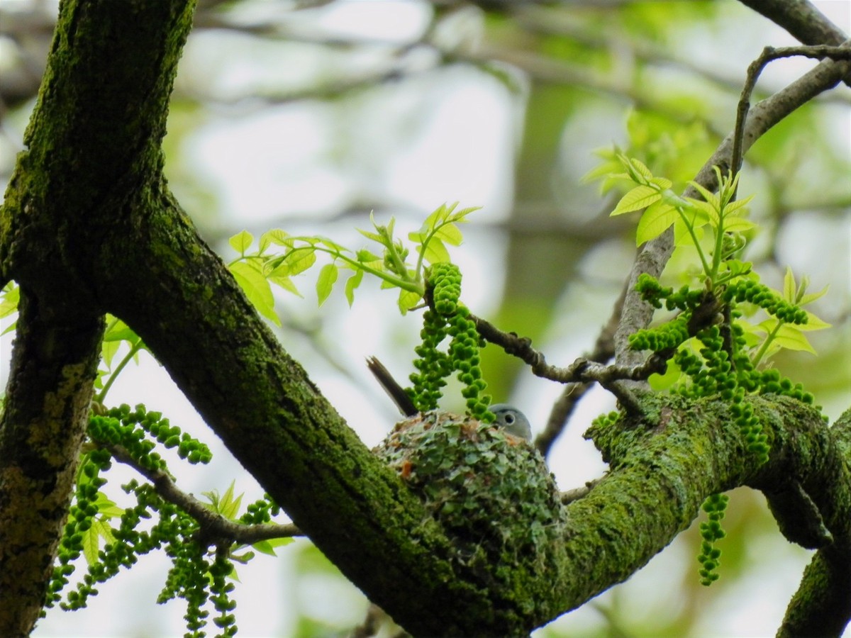 Blue-gray Gnatcatcher - ML571989041