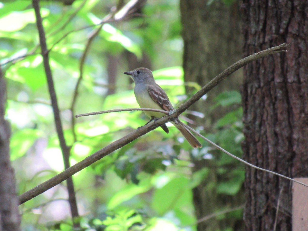 Great Crested Flycatcher - pete wrublewski