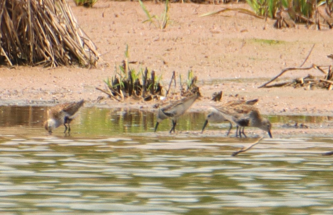 Dunlin - ML571991951