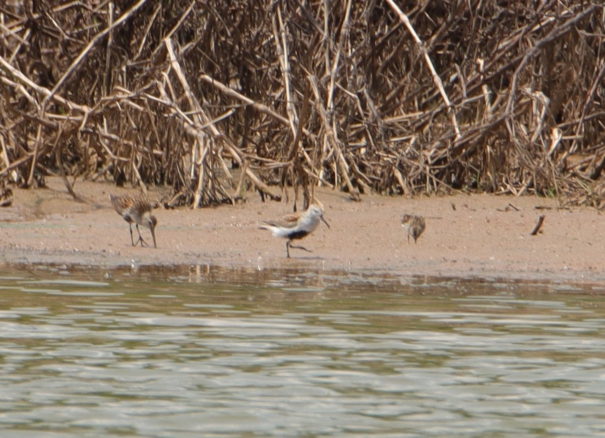 Dunlin - ML571991961